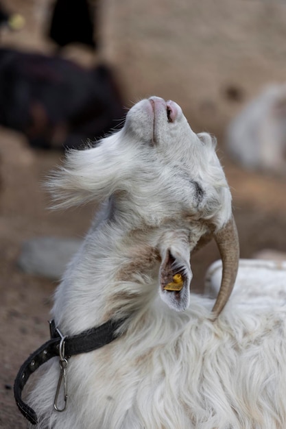 Una testa di capra cornuta bianca su sfondo naturale sfocato