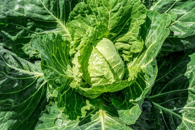 Una testa di cavolo in maturazione su un letto in giardino