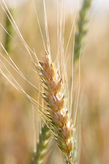 Una testa di dettaglio di grano con sfondo fuori fuoco