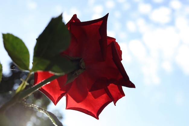 una testa di fiore di rosa rosso brillante sparata dal basso contro il cielo soleggiato