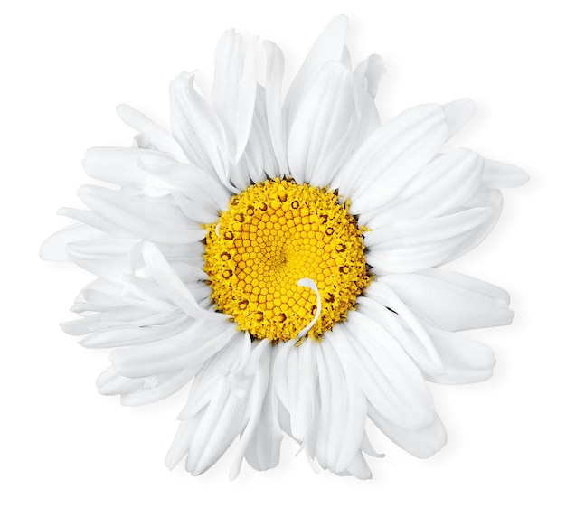 Una testa di fiori di camomilla, vista dall'alto isolato su bianco