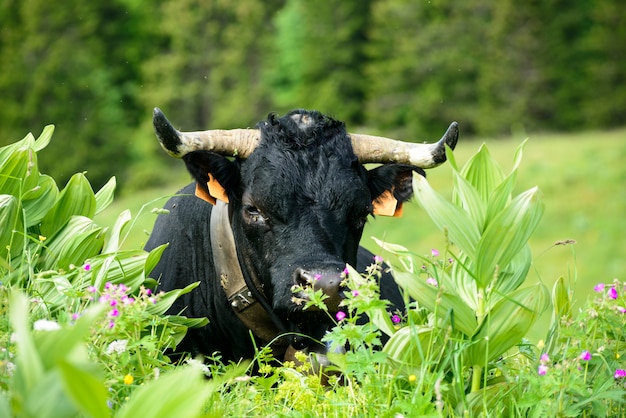 Una testa di mucca nera con le corna