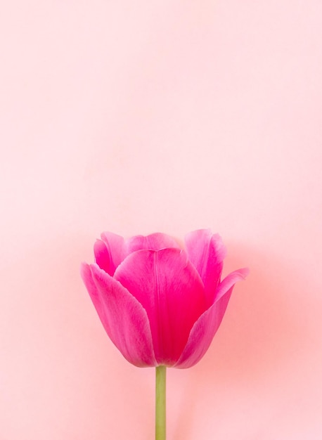 Una testa di tulipano rosa su sfondo rosa Pacifico pastello delicato Vista dall'alto spazio copia mock up