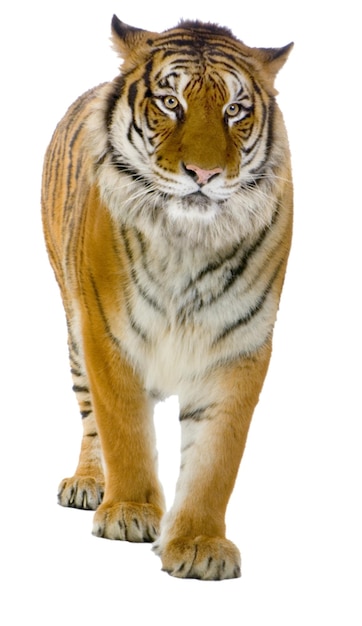 Una tigre che cammina su uno sfondo bianco