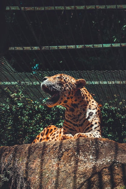 Una tigre con la bocca aperta e una rete metallica dietro di essa.