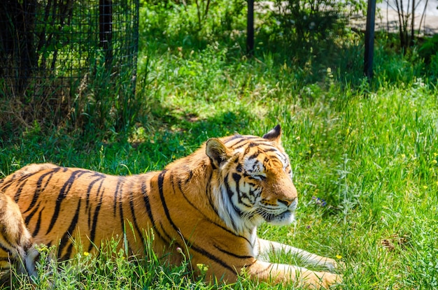 Una tigre giace nell'erba verde in una giornata estiva.