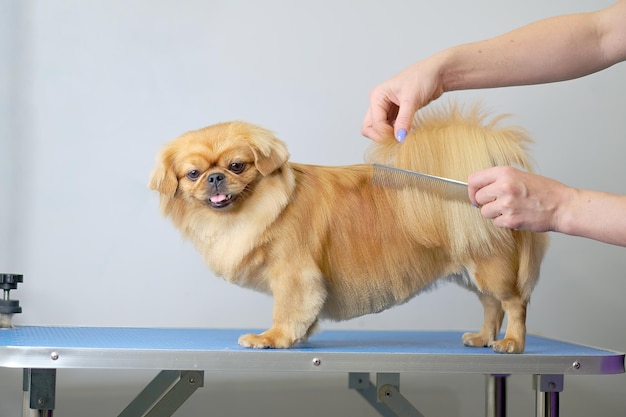 Una toelettatrice femmina si pettina i capelli con un pettine Un cane Shi tzu o Shih Tzu su un tavolo da toelettatura in un salone di bellezza per cani