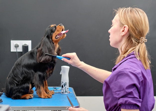 Una toelettatrice lavora con un cane cocker spaniel in un salone per cani