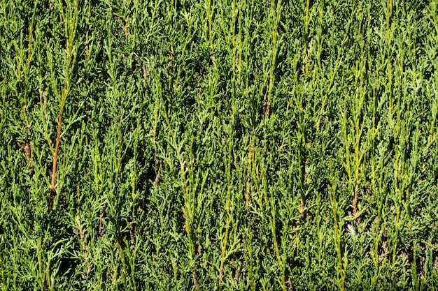 Una trama di cipressi in una vista ravvicinata