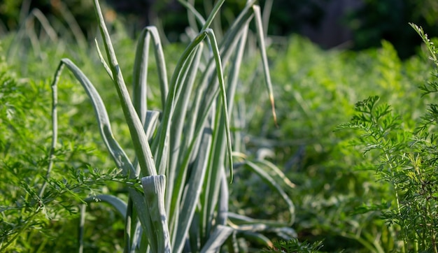 Una trama personale con un letto da giardino. Letti da fattoria. prodotti ecologici. Natura. Messa a fuoco selettiva