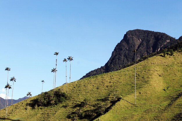 Una valle con alcune palme da cera e un cielo blu