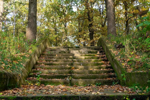 Una vecchia scala di cemento abbandonata nella foresta ricoperta di muschio e foglie cadute Paesaggio autunnale nella foresta Un edificio abbandonato e distrutto in una foresta remota