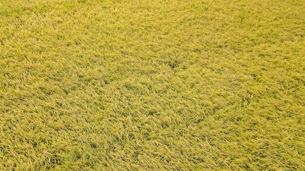 Una veduta aerea di Paddy