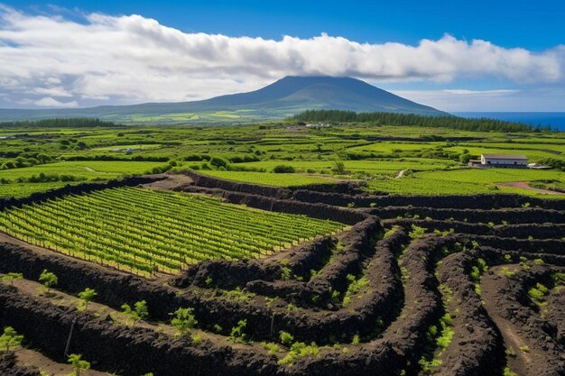 una veduta aerea di un campo di vigneti con una montagna sullo sfondo