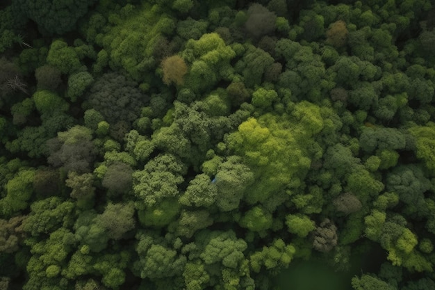 Una veduta aerea di una foresta con molti alberi generati dall'intelligenza artificiale