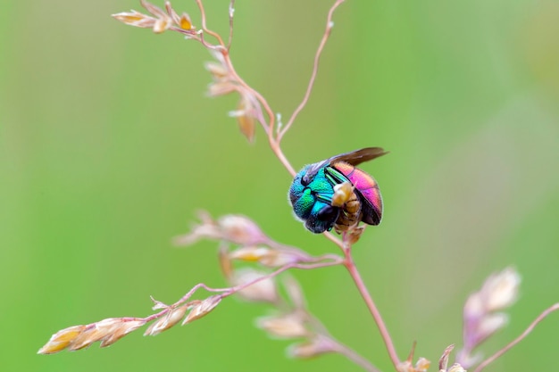 Una vespa brillante. Comunemente noto come vespe cuculo o rugiada smeraldo,..