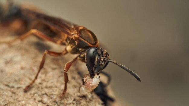 una vespa con una larva nella mascella