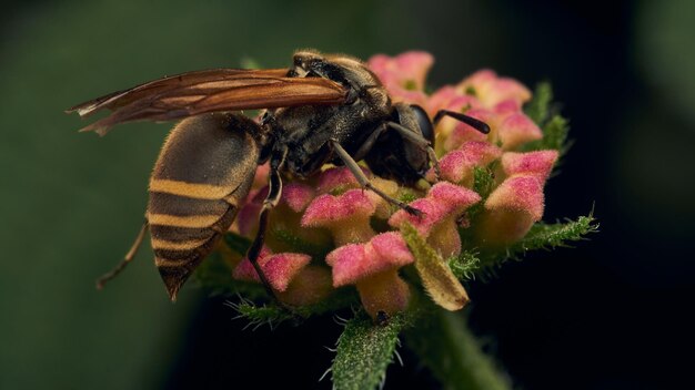 Una vespa nera e gialla appollaiata nei suoi dintorni