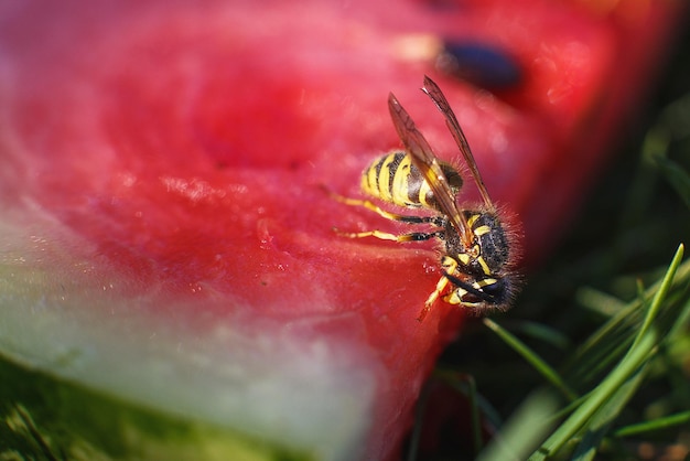 Una vespa su un cocomero da vicino su uno sfondo di erba Una macro di vespa