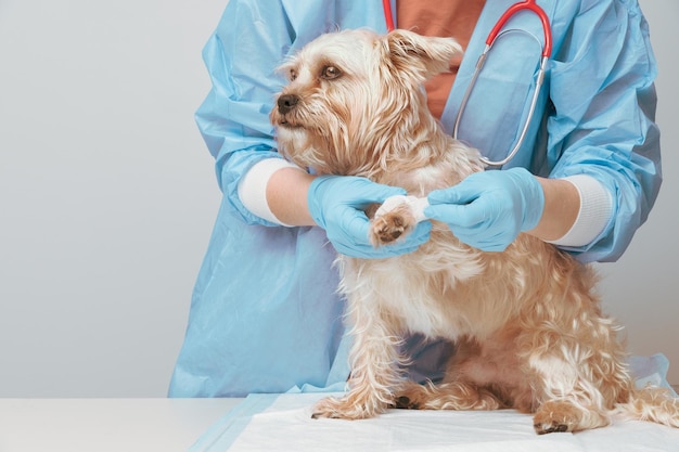 una veterinaria non riconoscibile che esamina la zampa ferita di un cane