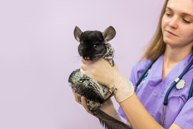 Una veterinaria tiene un cincillà in una clinica veterinaria Foto di un veterinario con una chenshila in mano