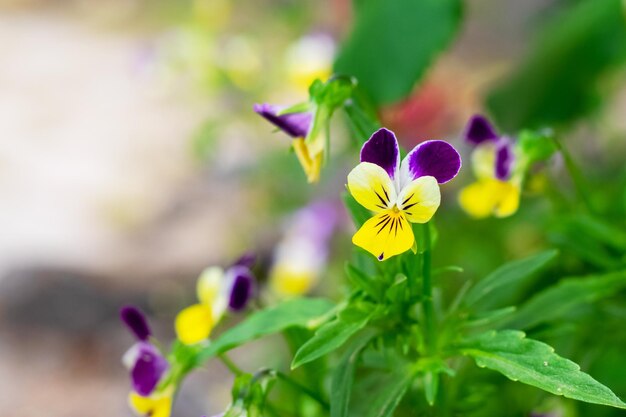 Una viola pansy in giardino viola tricolore piccola pansy