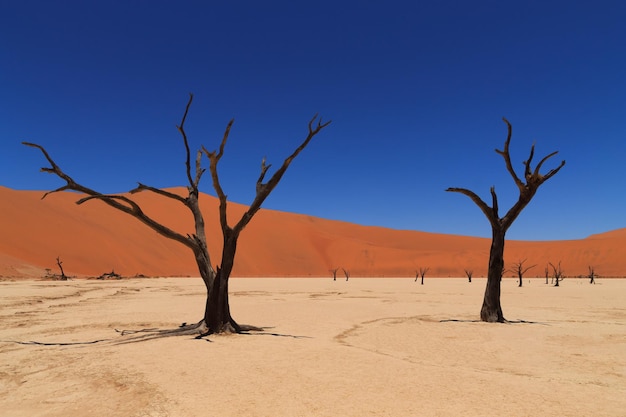 Una vista da Dead Vlei Sossusvlei Namibia