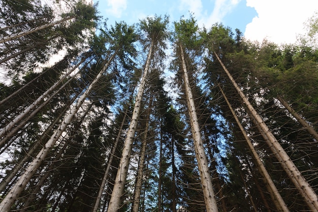 Una vista dal fondo degli alberi in una foresta