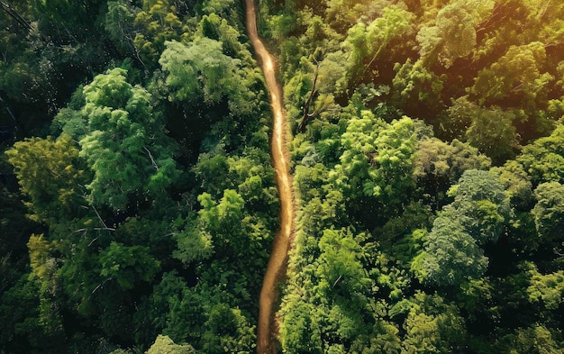 Una vista dall'alto verso il basso che rivela un tortuoso sentiero escursionistico nel cuore di una foresta lussureggiante