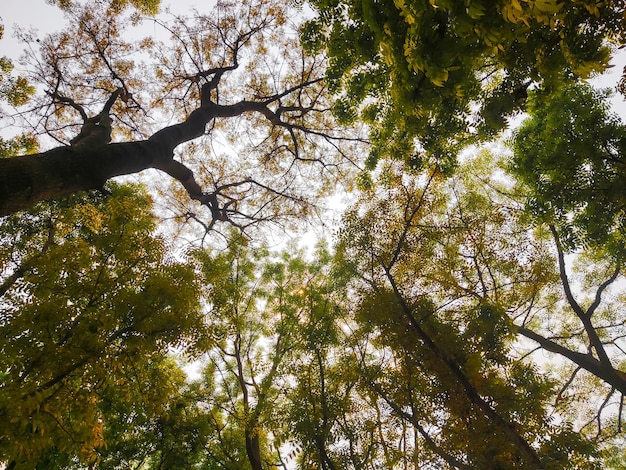 Una vista degli alberi da terra