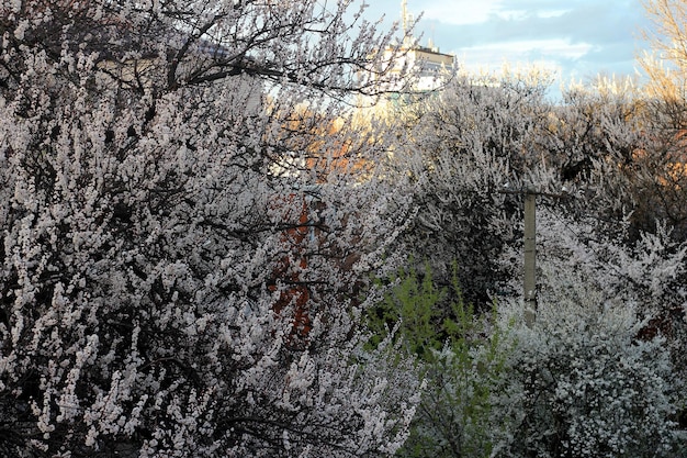 Una vista degli alberi nel giardino