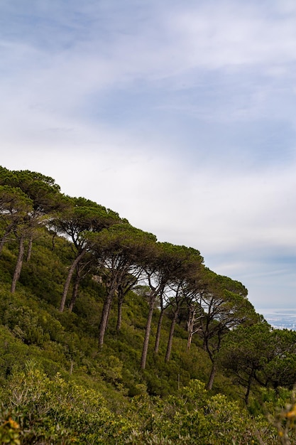 Una vista degli alberi sulla montagna