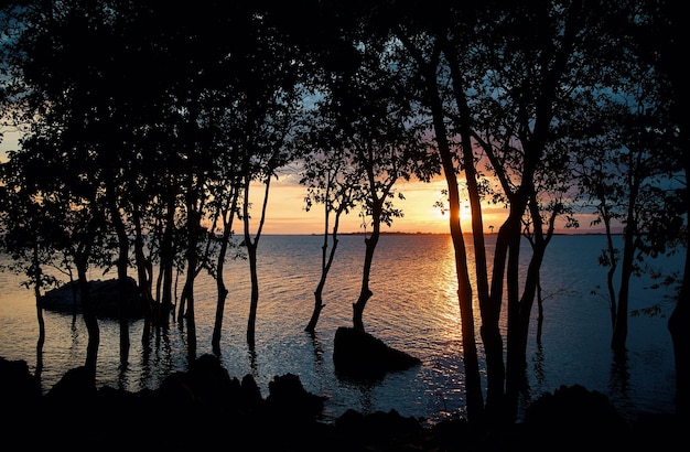 Una vista del tramonto sull'oceano e sugli alberi