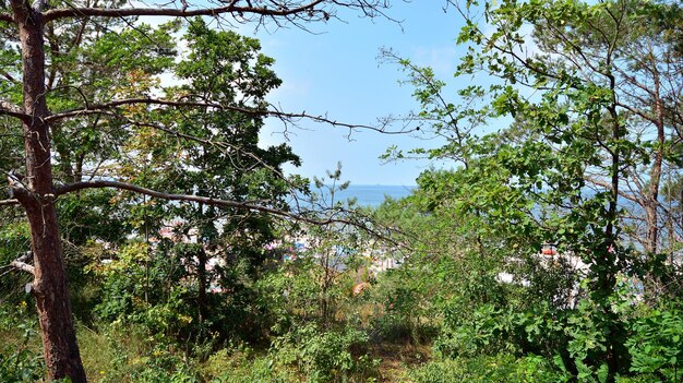 Una vista dell'oceano dalla foresta