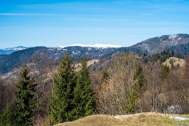 Una vista delle montagne dalla foresta