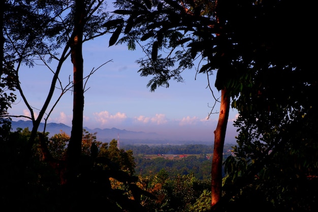 Una vista delle montagne dalla foresta