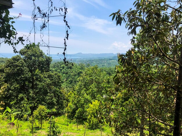 Una vista delle montagne dalla foresta