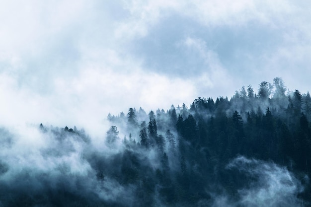 Una vista di foresta nel fumo