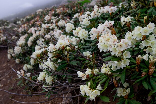 Una vista di un bellissimo rododendro bianco