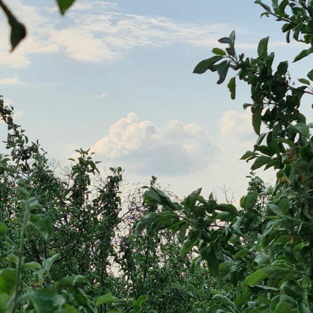 Una vista di un cielo blu con nuvole e alberi in primo piano.