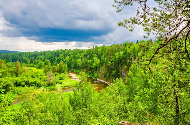 una vista di un fiume nella foresta