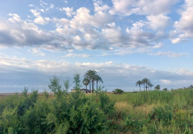 Una vista di una fattoria con alberi di palma nella foresta