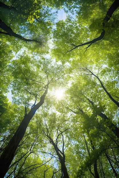 Una vista di una foresta con il sole che splende attraverso gli alberi