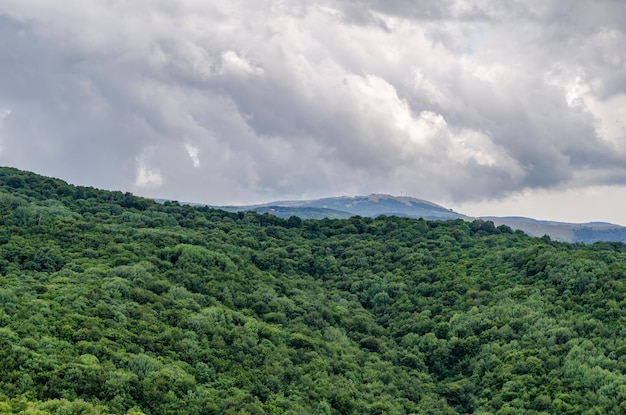 Una vista di una foresta con una collina sullo sfondo