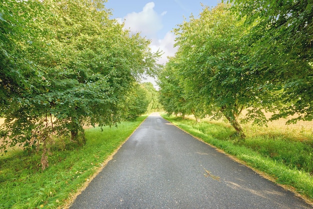 Una vista di una strada vuota con cespugli e alberi ai lati della strada Una foto di una strada alberata con un bel cielo luminoso Una vista del paesaggio di una strada alberata