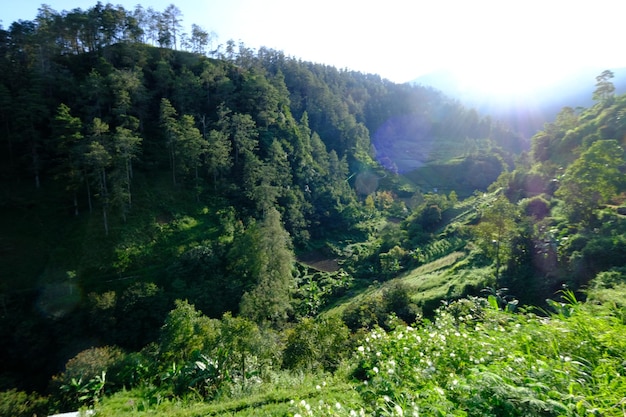 Una vista di una valle con alberi e montagne sullo sfondo pendici del paesaggio montano verde