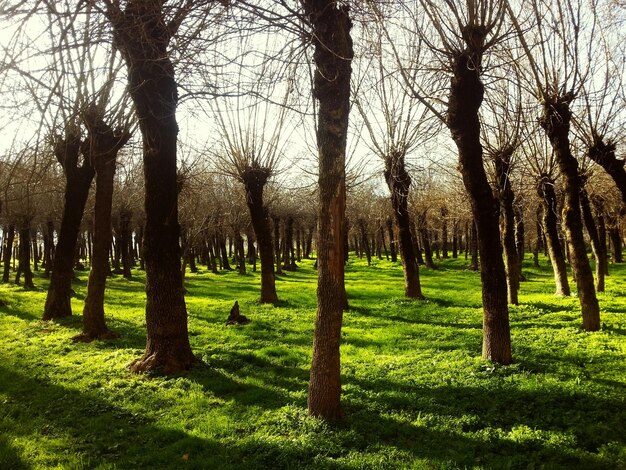 Una vista idilliaca di alberi nudi su un campo erboso