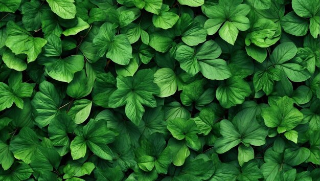 Una vista intima di un grappolo di foglie verdi vibranti