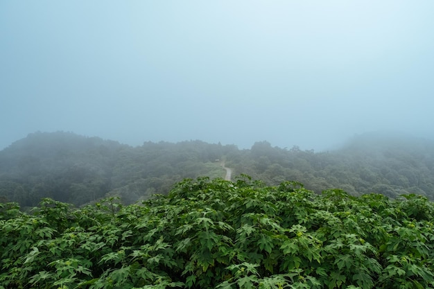 Una vista maestosa di verdura lussureggiante nella nebbia mattutina