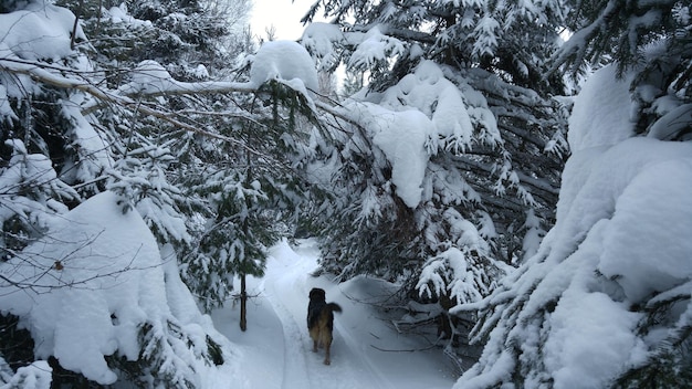Una vista panoramica della neve nella foresta